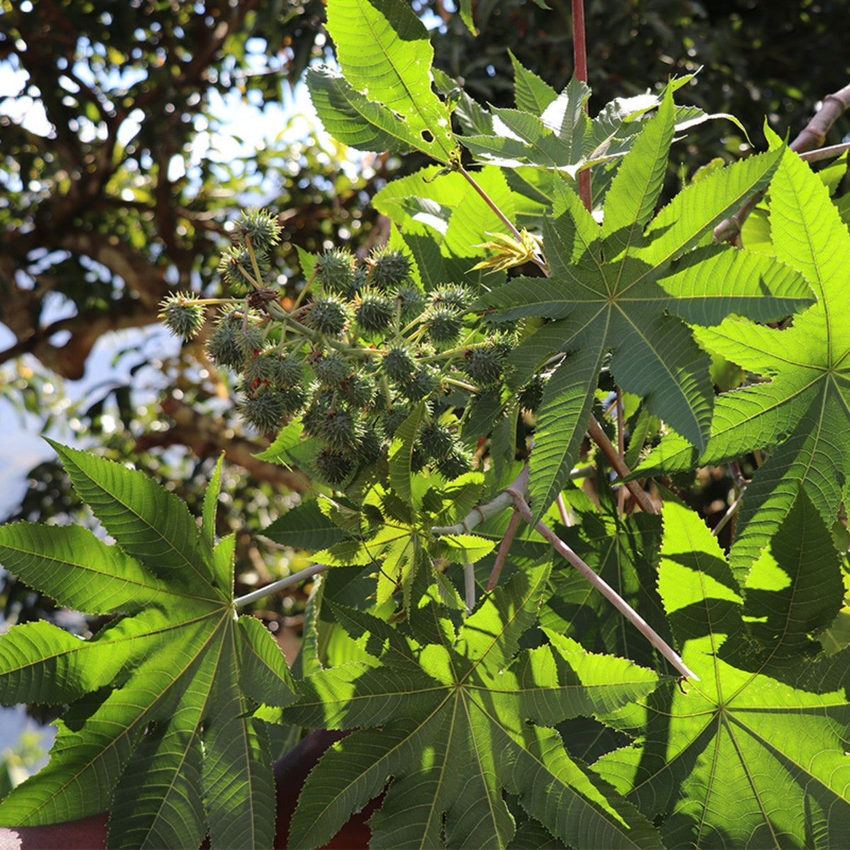 EvasHair - Lwil Maskriti - Aceite de ricino negro haitiano (multiusos)