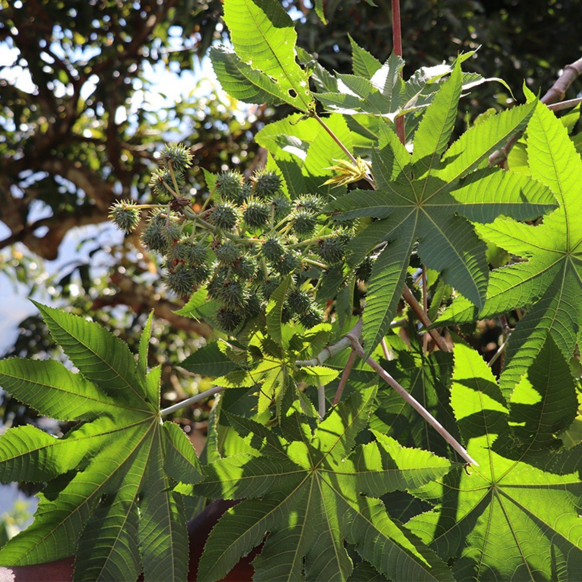 EvasHair - Lwil Maskriti - Huile de Ricin Noir d'Haïti (multi - usage) - Colorful Black